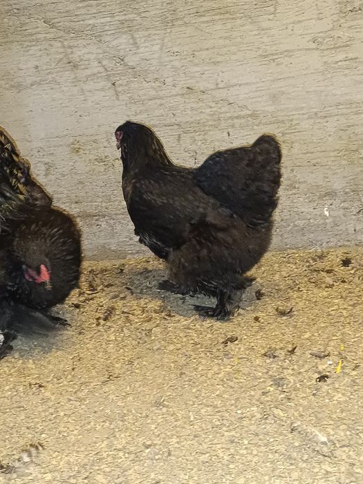 Черная брама семейка