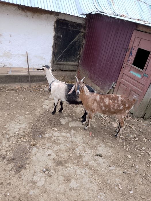 Două capre un țap și o ieduță de vânzare
