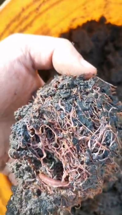 Rame roșii de balegar,Negre Șerpești,Neagra Tulcea,Lipitori apa