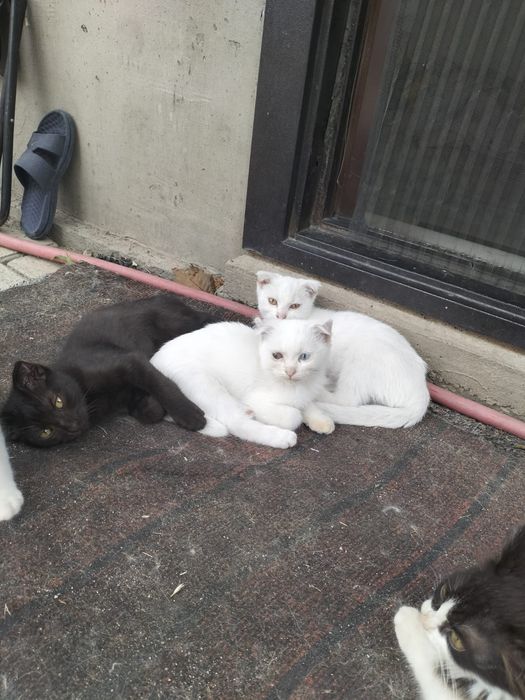 Отдам котят в хорошие руки