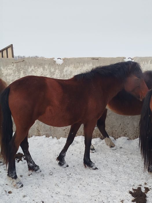 Продам кабылу жеребую 9 лет