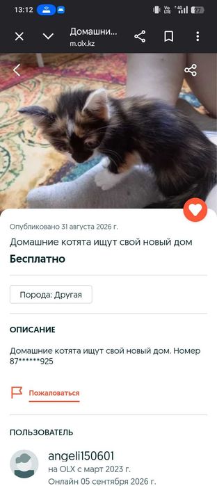 Отдам котенка мальчика