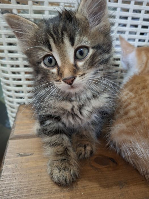 Отдам котят в добрые руки