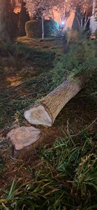 Озеленение в актау Садовник