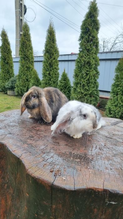 Vând pereche berbec german