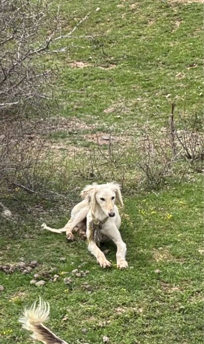 тазылар, күшіктер