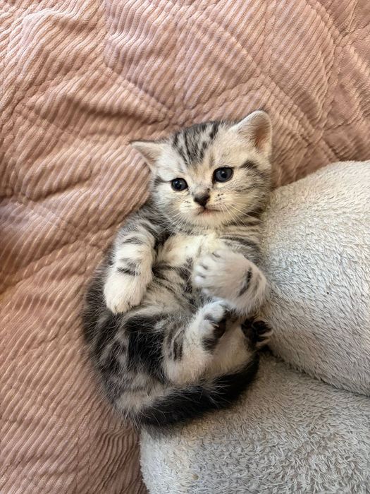 Британские котята