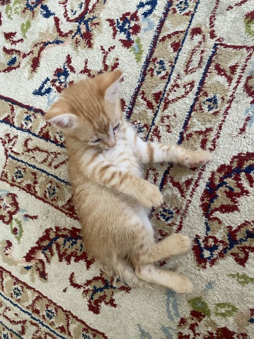 котенок девочки