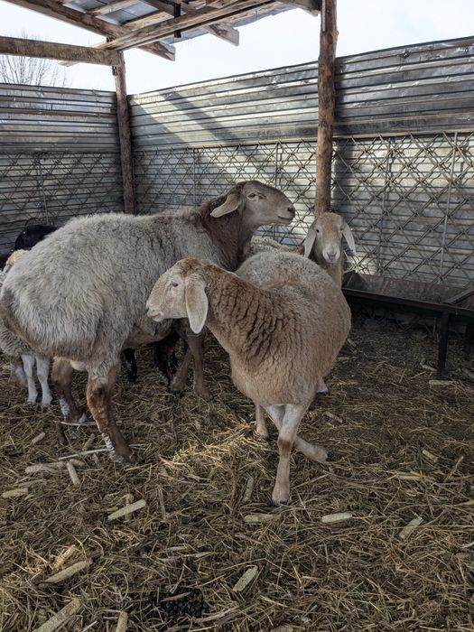 Кочкар породы Арашан