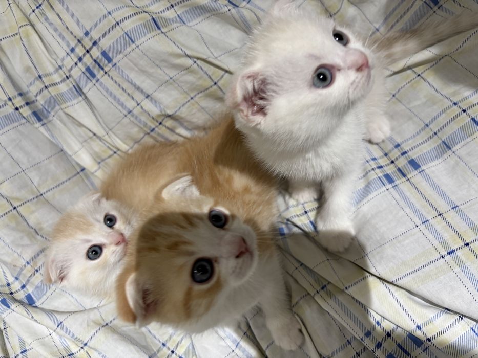 милые котята ищут дом