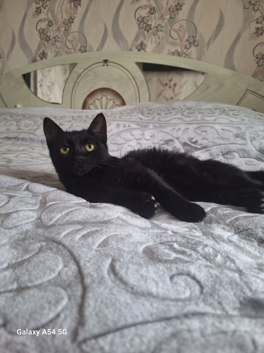 Отдам котёнка (мальчик)