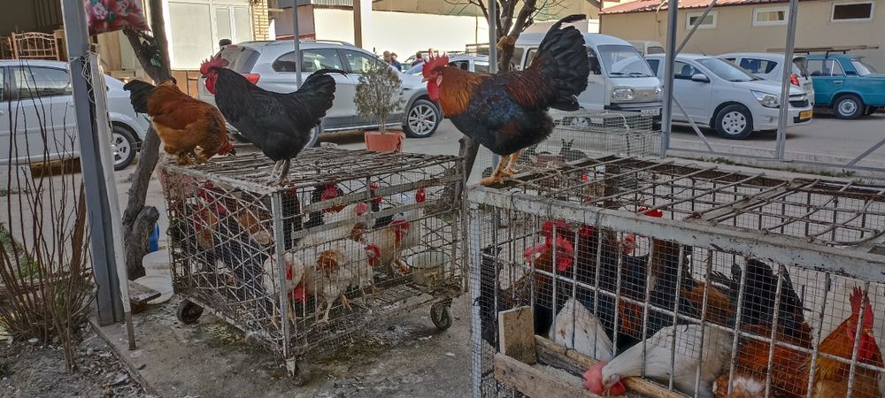 Horoz tovuq parrandalar