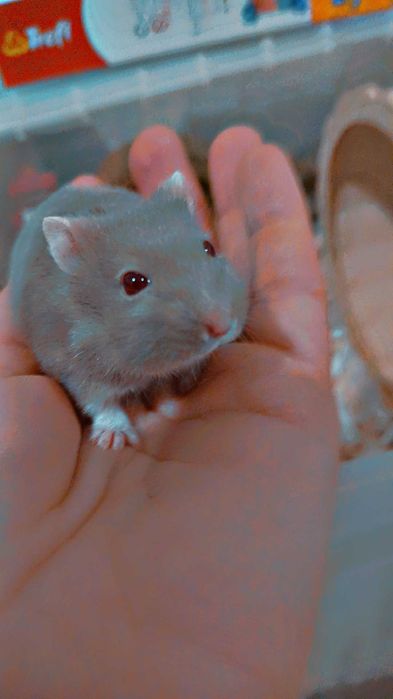 Hamster pitic de vanzare