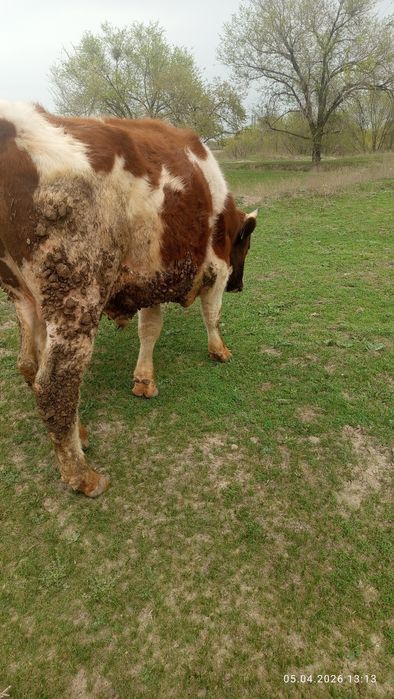 Продам быка сименталь