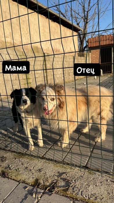 Бордер колли чистокровный щенок