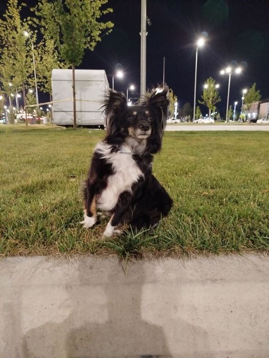 Питбуль и Чихуахуа смешанная с таксой