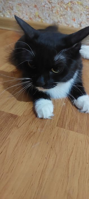 Кошка, наполовину мэйнкун. 3 года. Есть паспорт, делали прививки.