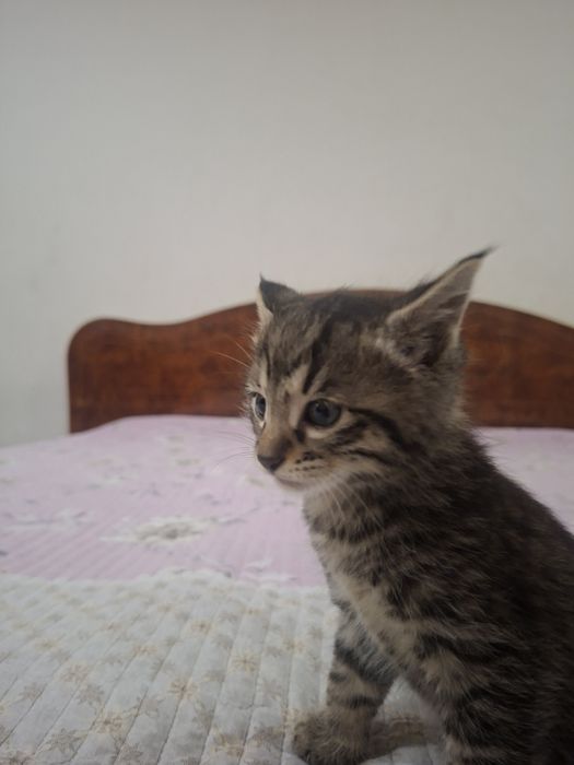 Отдам в хорошие руки котята