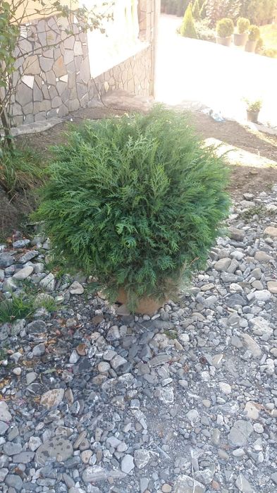 Vindem din pepiniera noastră plante ornamentale