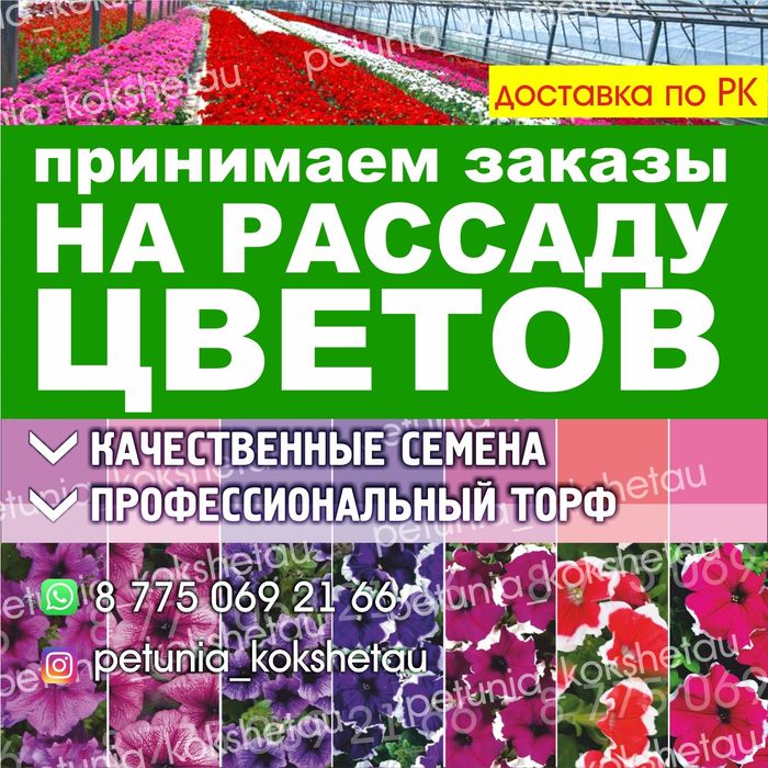 Петуния рассада оптом