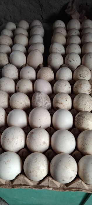 Индук тухумлари домашный