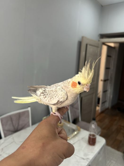 папугай карелла