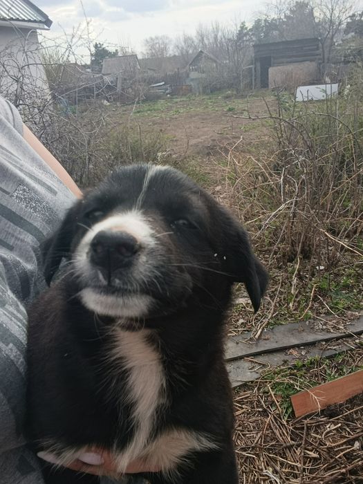 Девочка щенок ищет хозяев