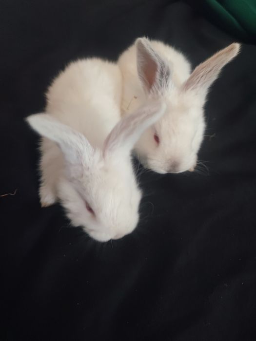 Pui de iepure albinoși