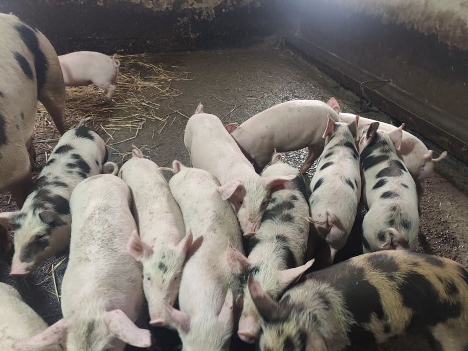 Поросята 2,5 месячные