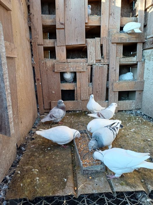 porumbei standard de vanzare