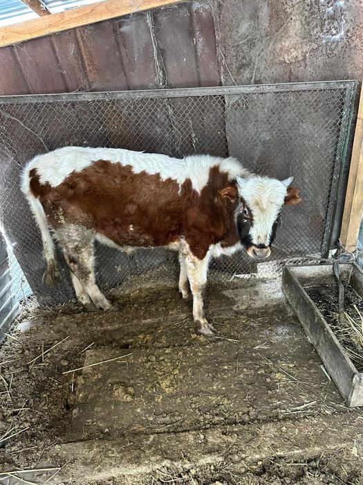 Продам бычок полтара года