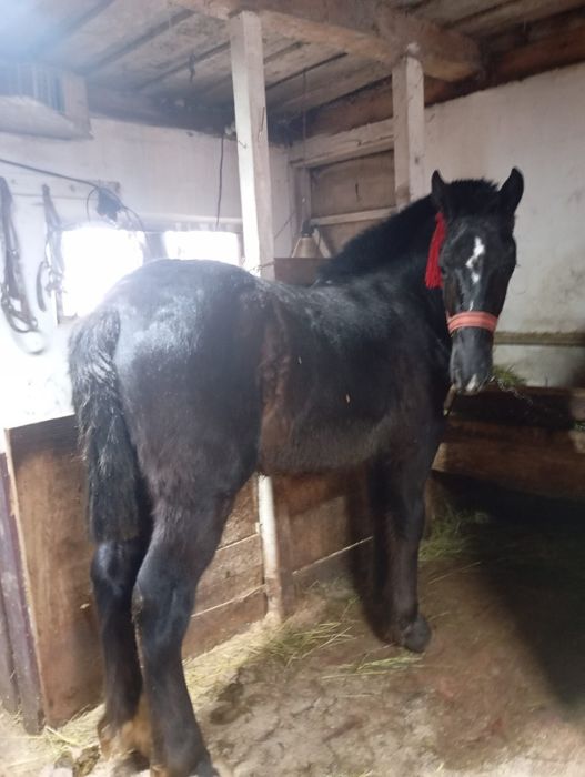 Vând mânz de un an din părinți foarte buni