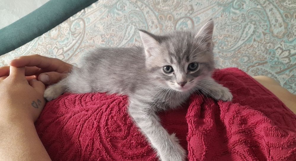 Отдам котенка мальчик