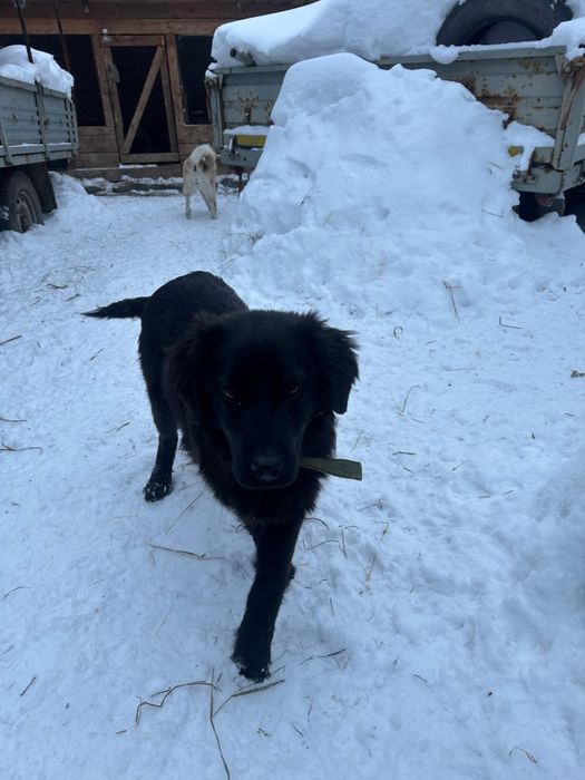 Отдам щенка в хорошие руки