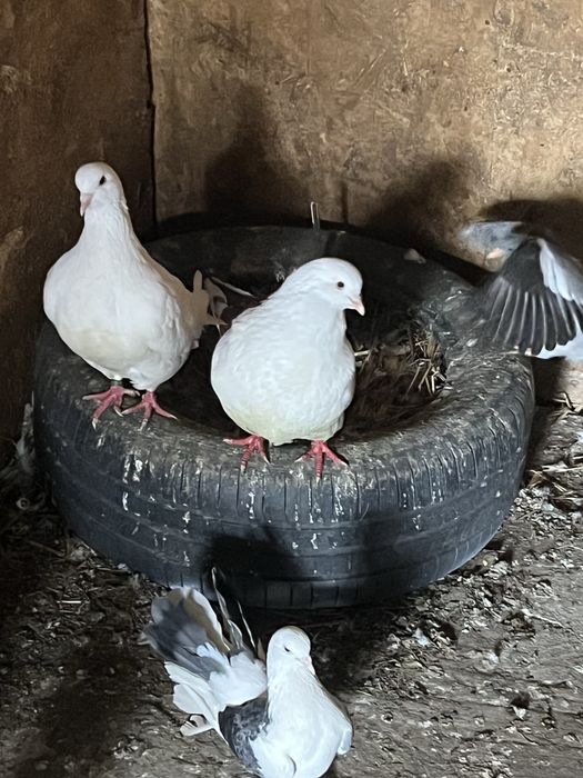 Porumbei straseri pe alb   Voltati  si Creti  francezi