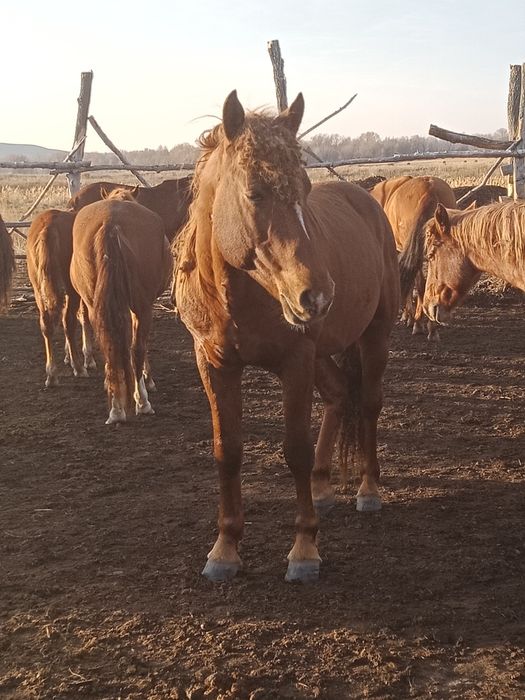 Айғыр 7 жасар сатылады