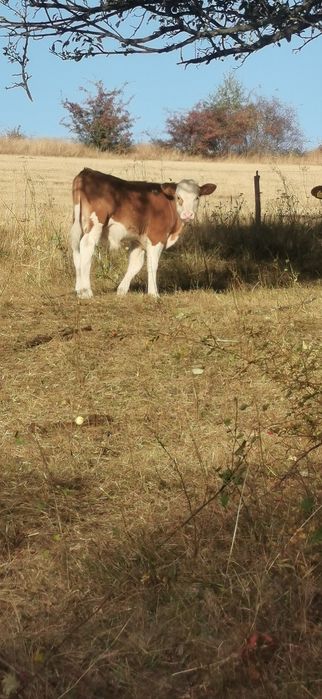 Vând vaci, viței și taur