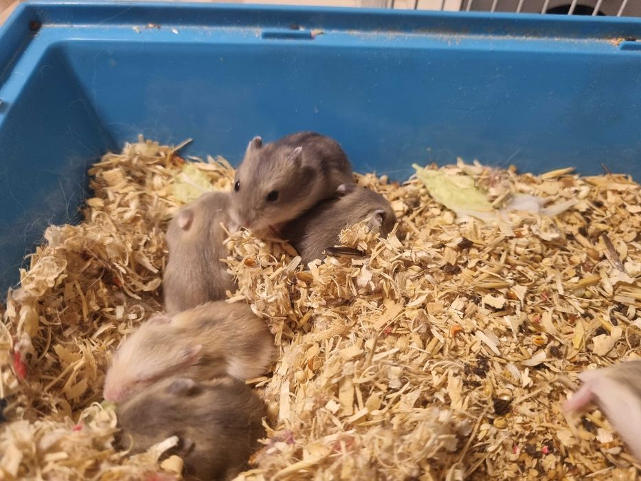 Джунгарские хомячки