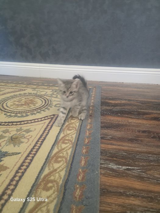 Отдам в добрые руки  котят