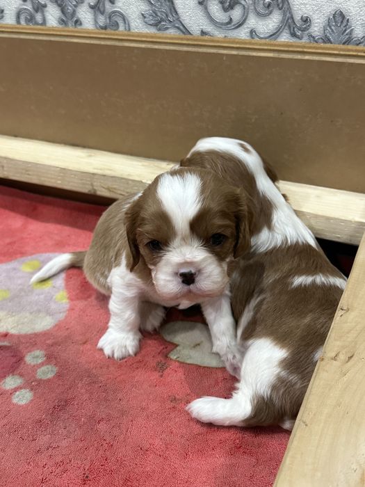 Кавалер Кинг Чарльз Спаниели щенки