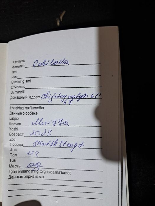 Британ скотш страйт