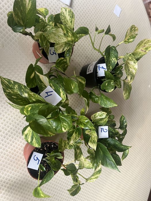 Продаётся комнатное растение сциндапсус