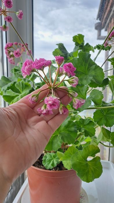 Пеларгония Ю Мерлизон 2