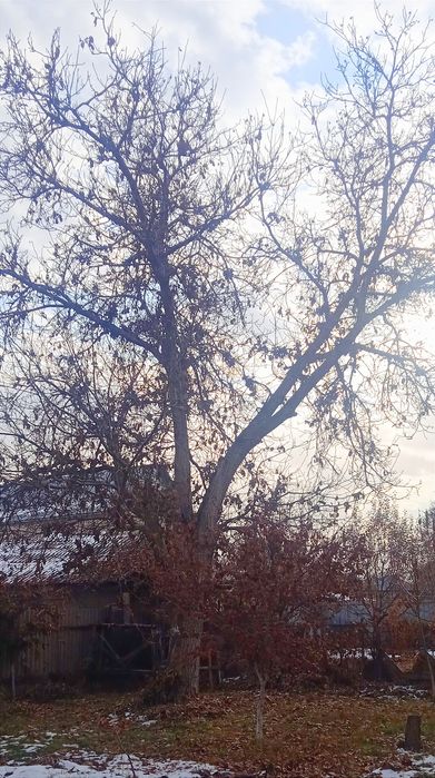 Дерево грецкого ореха!