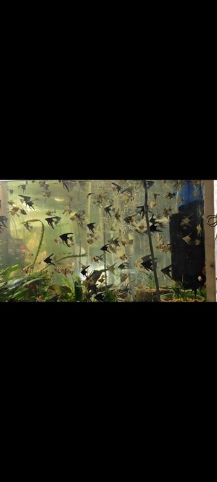 Аквариумные рыбки