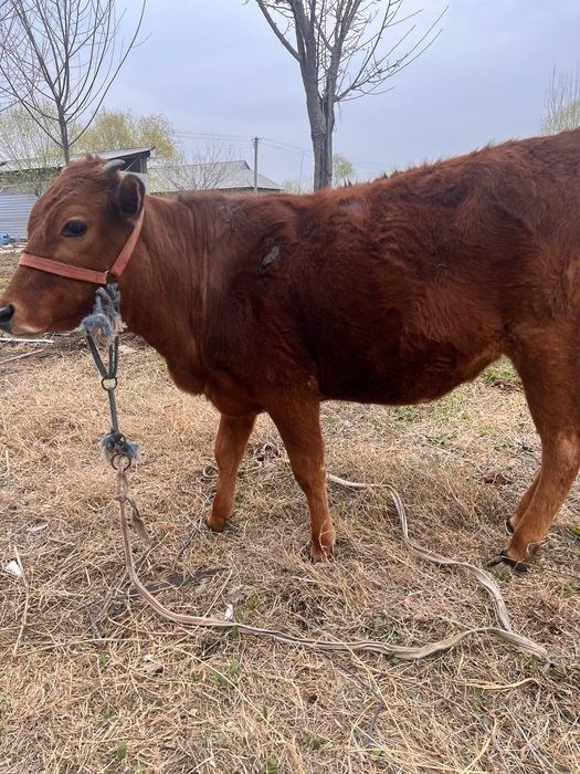 Мол соглом ва Йувош