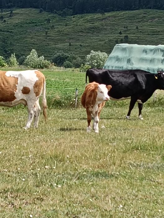 Vițele de vânzare