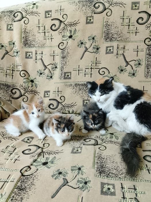 Продам домашних котят