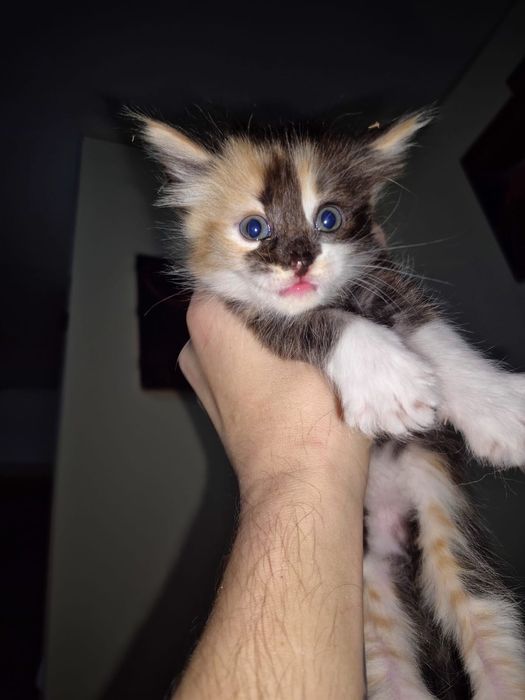 Маленькие котята