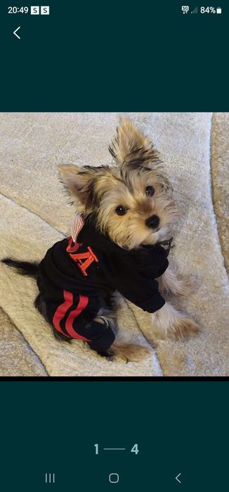 Trening cățel pisica masura XS pui TOY size